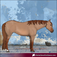 Horse Color:Red Dun 