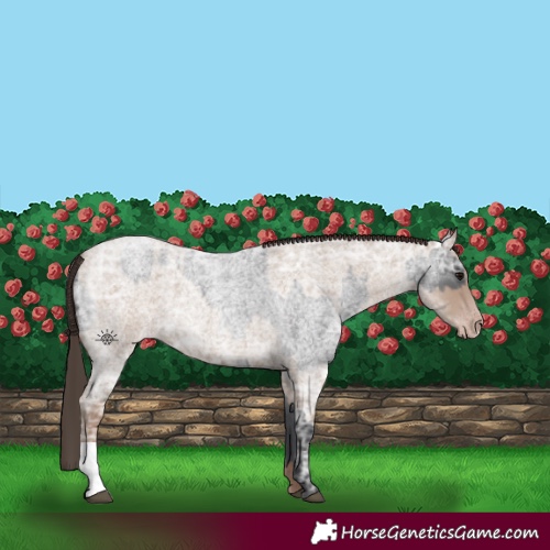 Horse Color:Blue Ice Roan and Classic Champagne Ice Roan