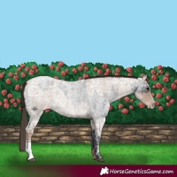Horse Color:Blue Ice Roan and Classic Champagne Ice Roan