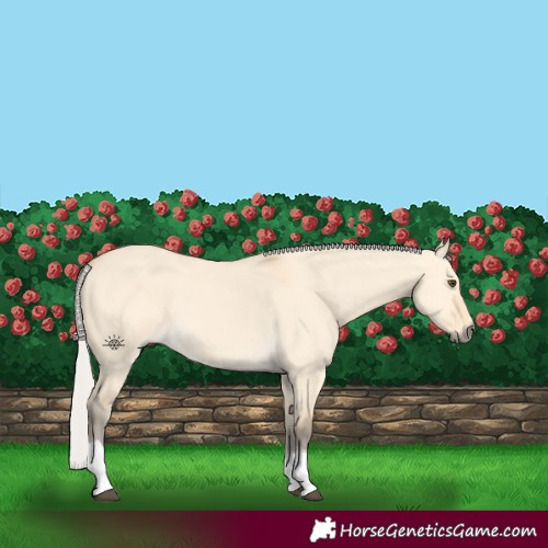 Horse Color:Silver Buckskin Dun Tobiano
