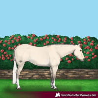 Horse Color:Silver Buckskin Dun Tobiano 