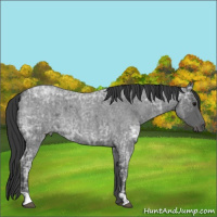 Horse Color:Blue Ice Roan  and Blue Ice Roan 