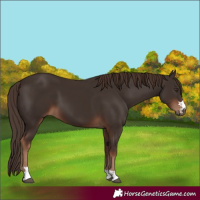 Horse Color:Liver Chestnut 
