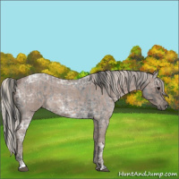 Horse Color:Blue Ice Roan  and Silver Blue Ice Roan 