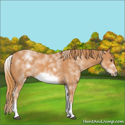 Horse Color:White Spotted Chestnut Sabino Frame 