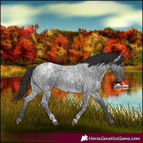 Horse Color:Blue Ice Roan  and Smoky Blue Ice Roan 