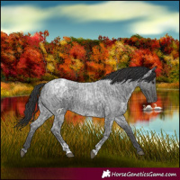 Horse Color:Blue Ice Roan  and Smoky Blue Ice Roan 
