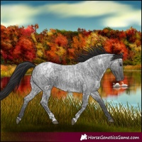 Horse Color:Blue Ice Roan  and Smoky Blue Ice Roan 