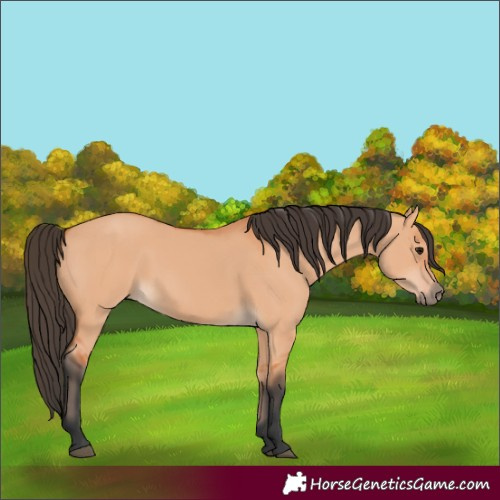 Horse Color:Bay Dun 
