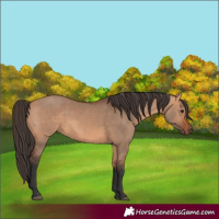 Horse Color:Bay Dun