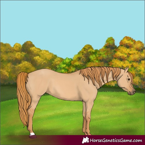 Horse Color:Red Dun 