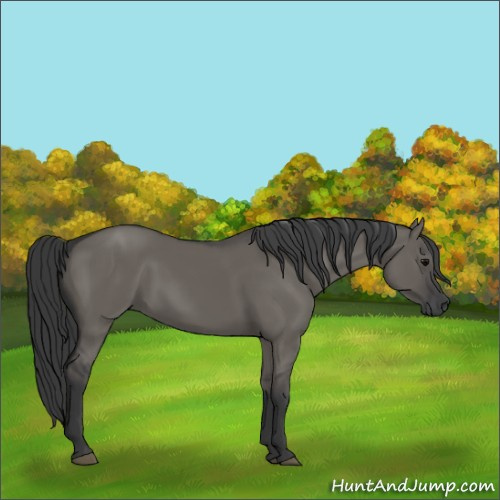 Horse Color:Grullo 