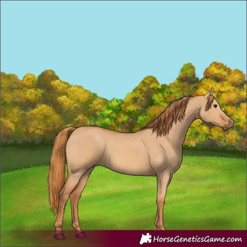Horse Color:Red Dun Rabicano 