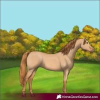 Horse Color:Red Dun Rabicano