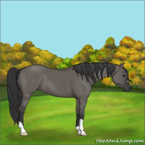 Horse Color:Grullo 