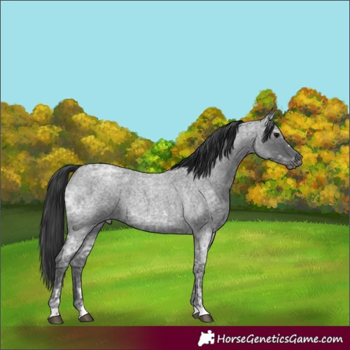 Horse Color:Blue Ice Roan  and Blue Ice Roan Rabicano 