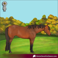 Horse Color:Bay 