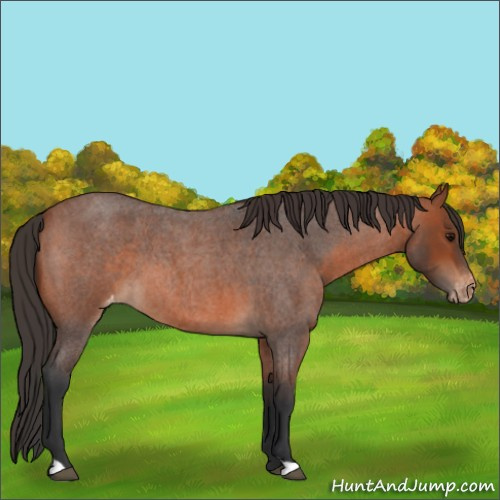 Horse Color:Unknown 