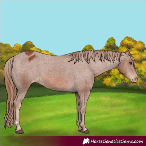 Horse Color:Chestnut Appaloosa 