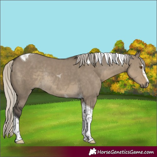 Horse Color:Silver Smoky Grullo Sabino Tobiano Rabicano 