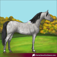 Horse Color:Blue Ice Roan  and Grullo Ice Roan 
