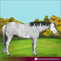 Horse Color:Blue Ice Roan  and Blue Ice Roan Splash 
