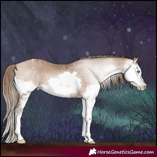 Horse Color:Gray Bay Pearl Splash Appaloosa 