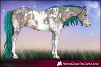 Horse Color:Painted White Spotted Brown Sabino