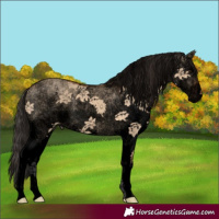 Horse Color:Void White Spotted Bay Dun 