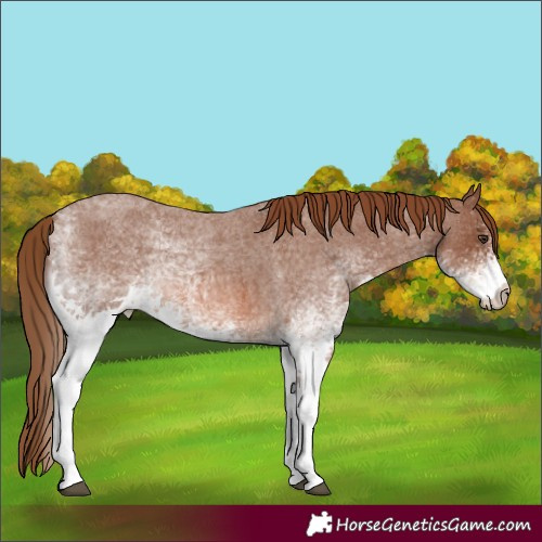Horse Color:White Spotted Red Roan 