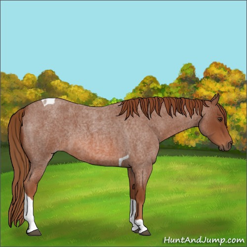Horse Color:Red Roan Tobiano
