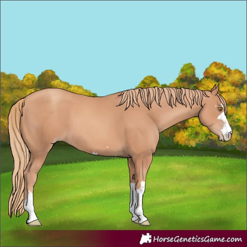 Horse Color:Gold Champagne