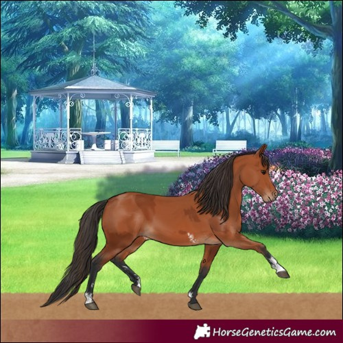 Horse Color:Bay Sabino Rabicano and Bay Sabino Rabicano