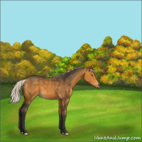 Horse Color:Silver Buckskin 