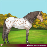 Horse Color:Brown Dun Near Leopard 
