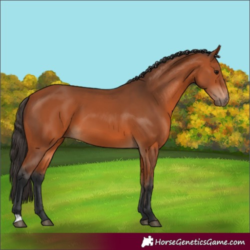 Horse Color:Bay 