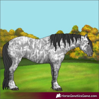 Horse Color:Blue Ice Roan and Blue Ice Roan Near Leopard