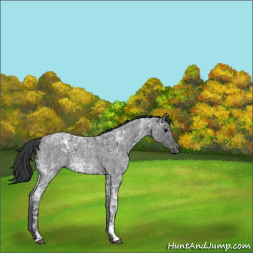 Horse Color:Blue Ice Roan  and Blue Ice Roan 