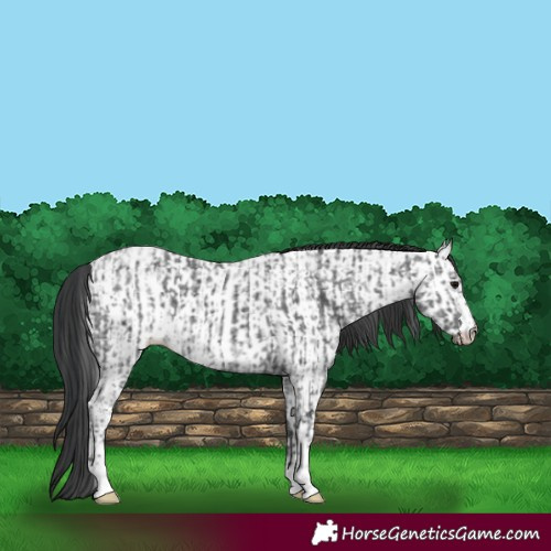 Horse Color:Black Ice  and Blue Ice Roan Near Leopard 