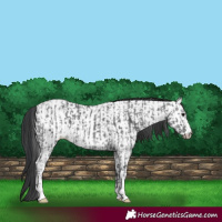 Horse Color:Black Ice  and Blue Ice Roan Near Leopard 