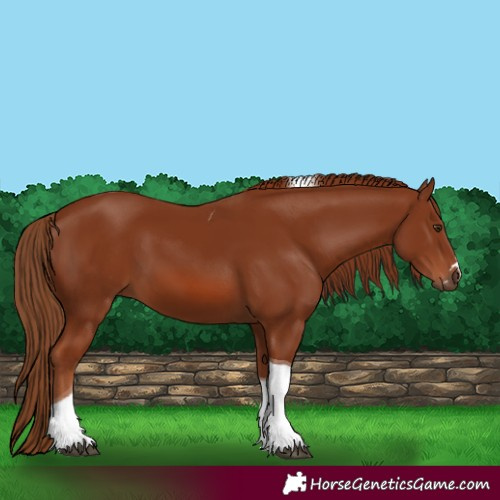 Horse Color:Chestnut Tobiano