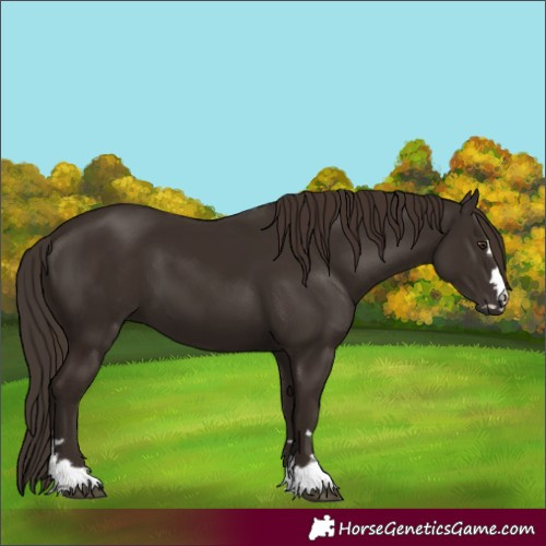Horse Color:Liver Chestnut 