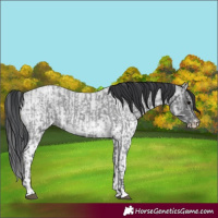 Horse Color:Blue Ice Roan  and White Spotted Blue Ice Roan 