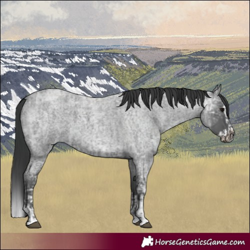 Horse Color:Blue Ice Roan  and Blue Ice Roan Splash 