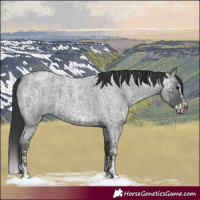 Horse Color:Blue Ice Roan  and Blue Ice Roan Splash 
