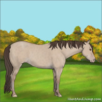 Horse Color:Classic Champagne Dun 