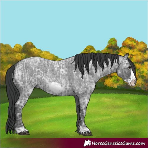 Horse Color:Blue Ice Roan Frame  and Blue Ice Roan Frame 