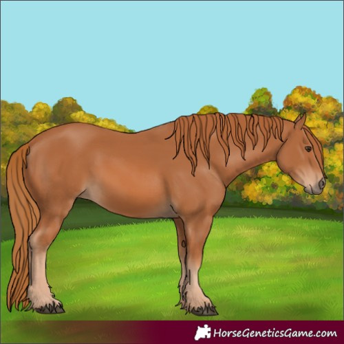 Horse Color:Chestnut Rabicano 