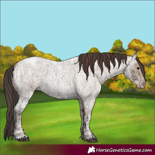 Horse Color:Blue Ice Roan and Classic Champagne Ice Roan