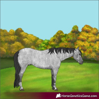 Horse Color:Blue Ice Roan and Blue Ice Roan Rabicano
